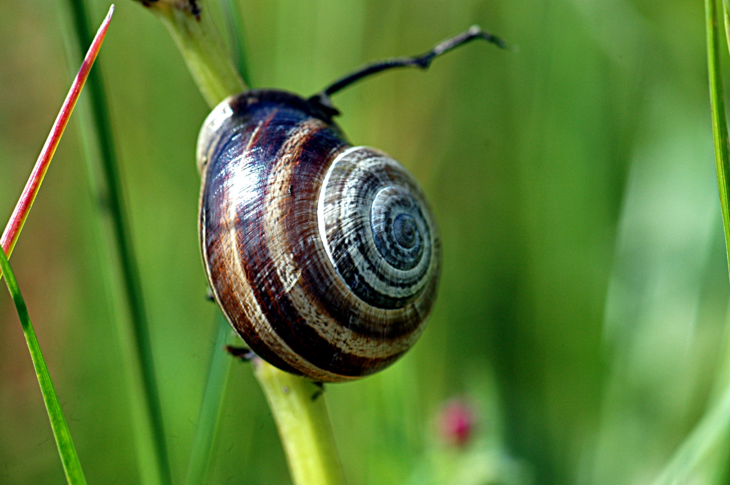 Nikon D70s + Sigma Macro 90mm F2.8 sample photo. A photography