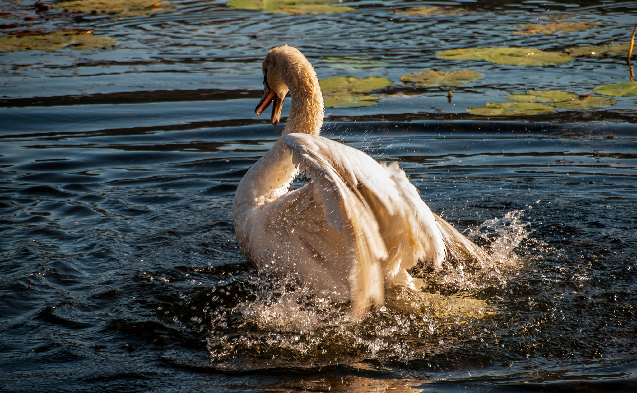Nikon D3000 sample photo. Nervous swan photography