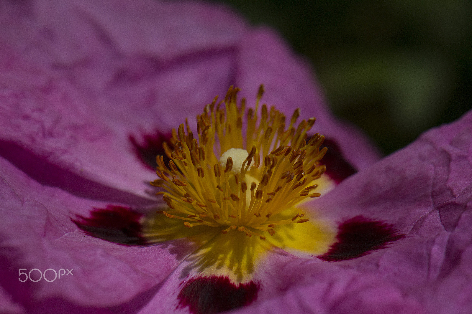 Nikon AF-S DX Micro-Nikkor 85mm F3.5G ED VR sample photo. Fire photography