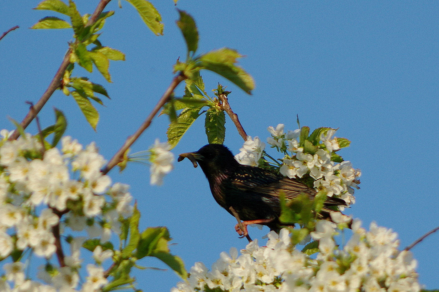 Pentax smc DA 55-300mm F4.0-5.8 ED sample photo. Starling worms photography