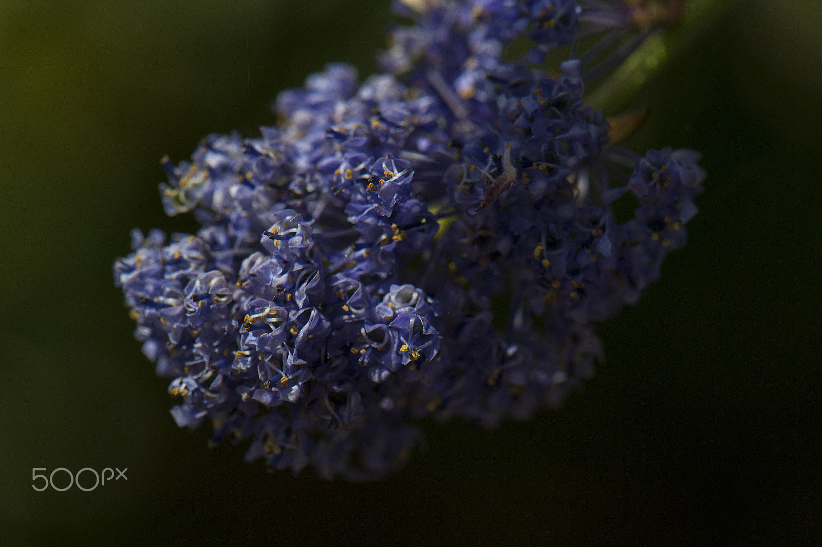 Nikon AF-S DX Micro-Nikkor 85mm F3.5G ED VR sample photo. Bunch of blue photography