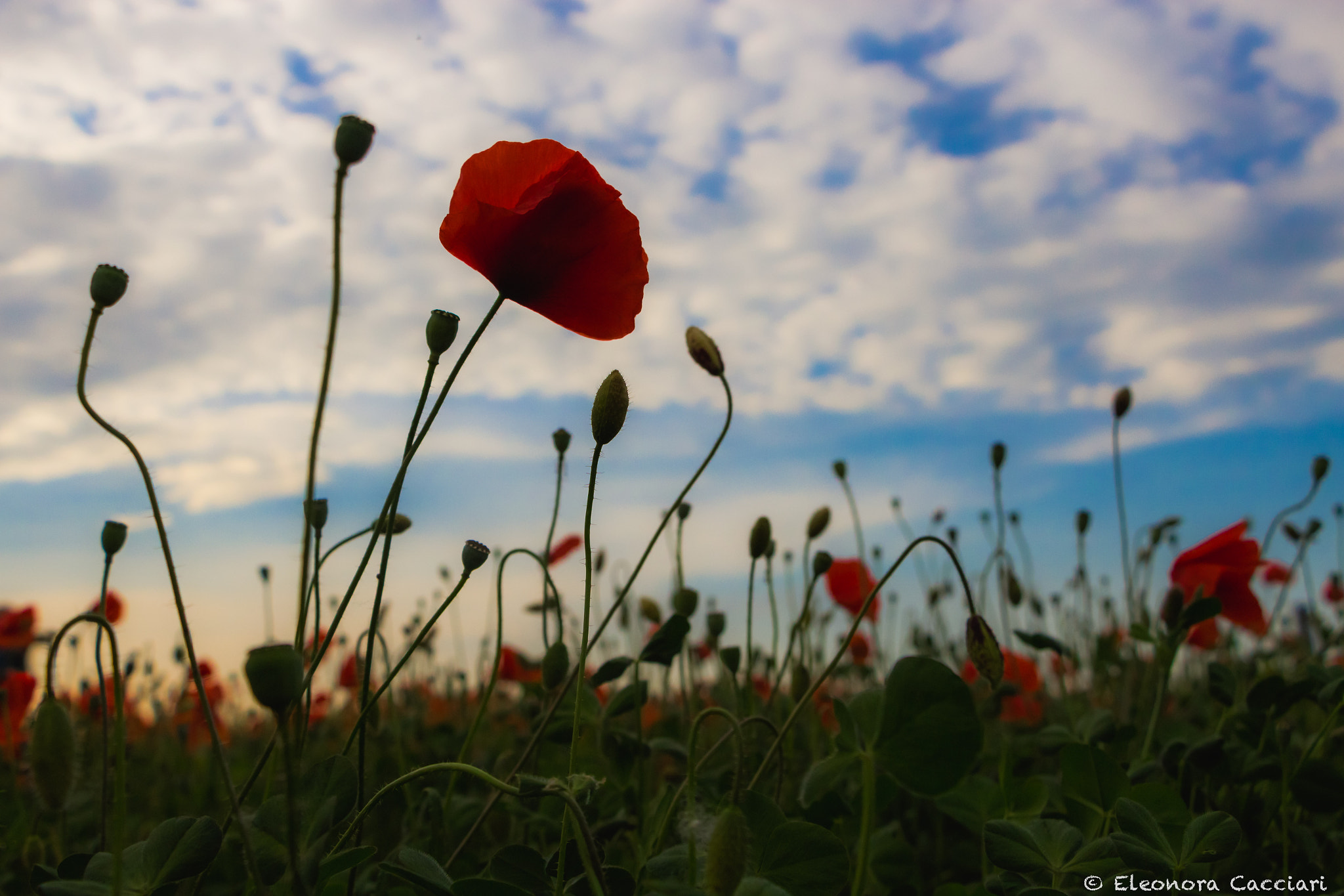 Canon EF-S 18-135mm F3.5-5.6 IS STM sample photo. Papavero photography
