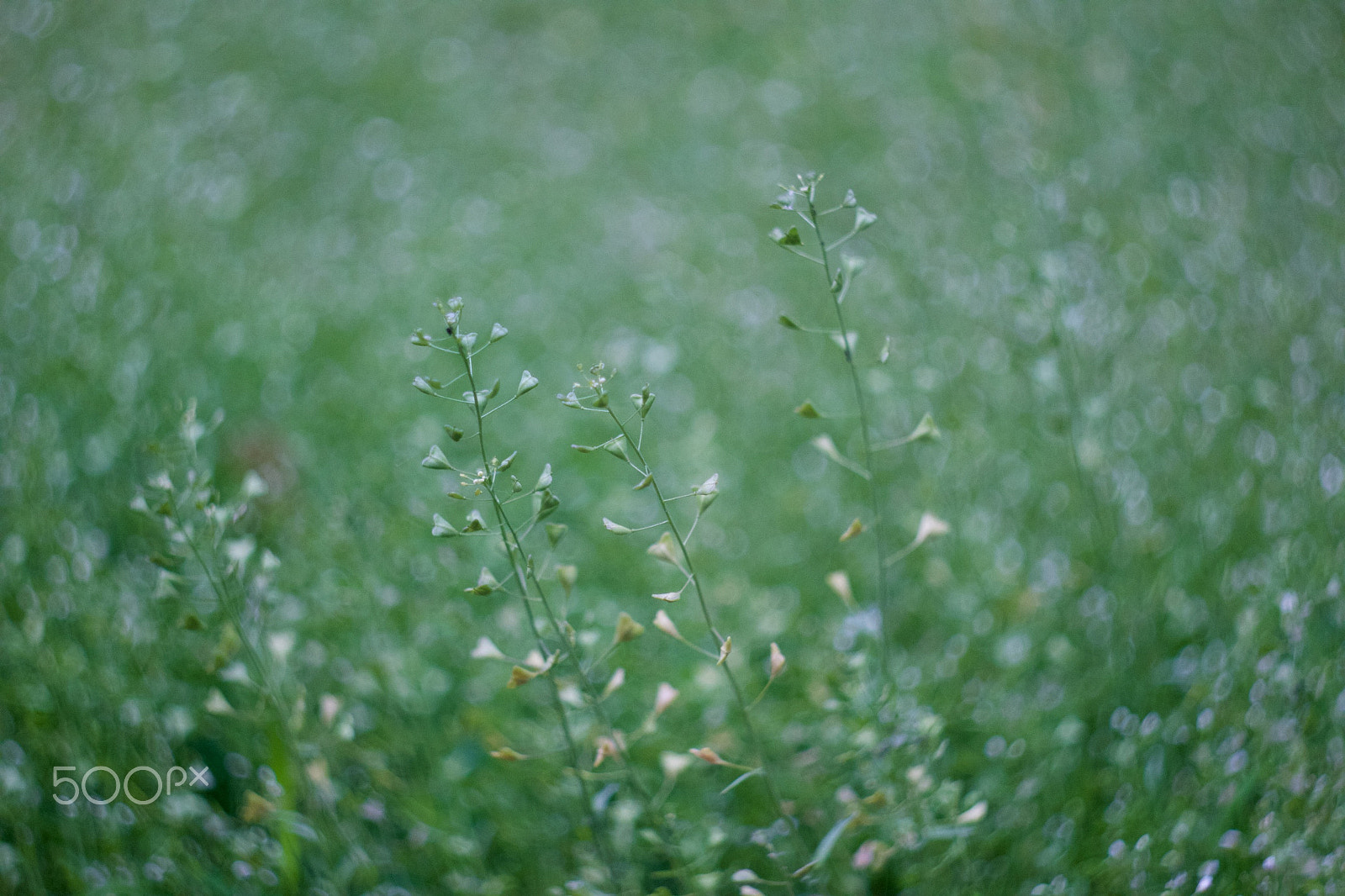Canon EF 35-80mm f/4-5.6 sample photo. Green grass photography