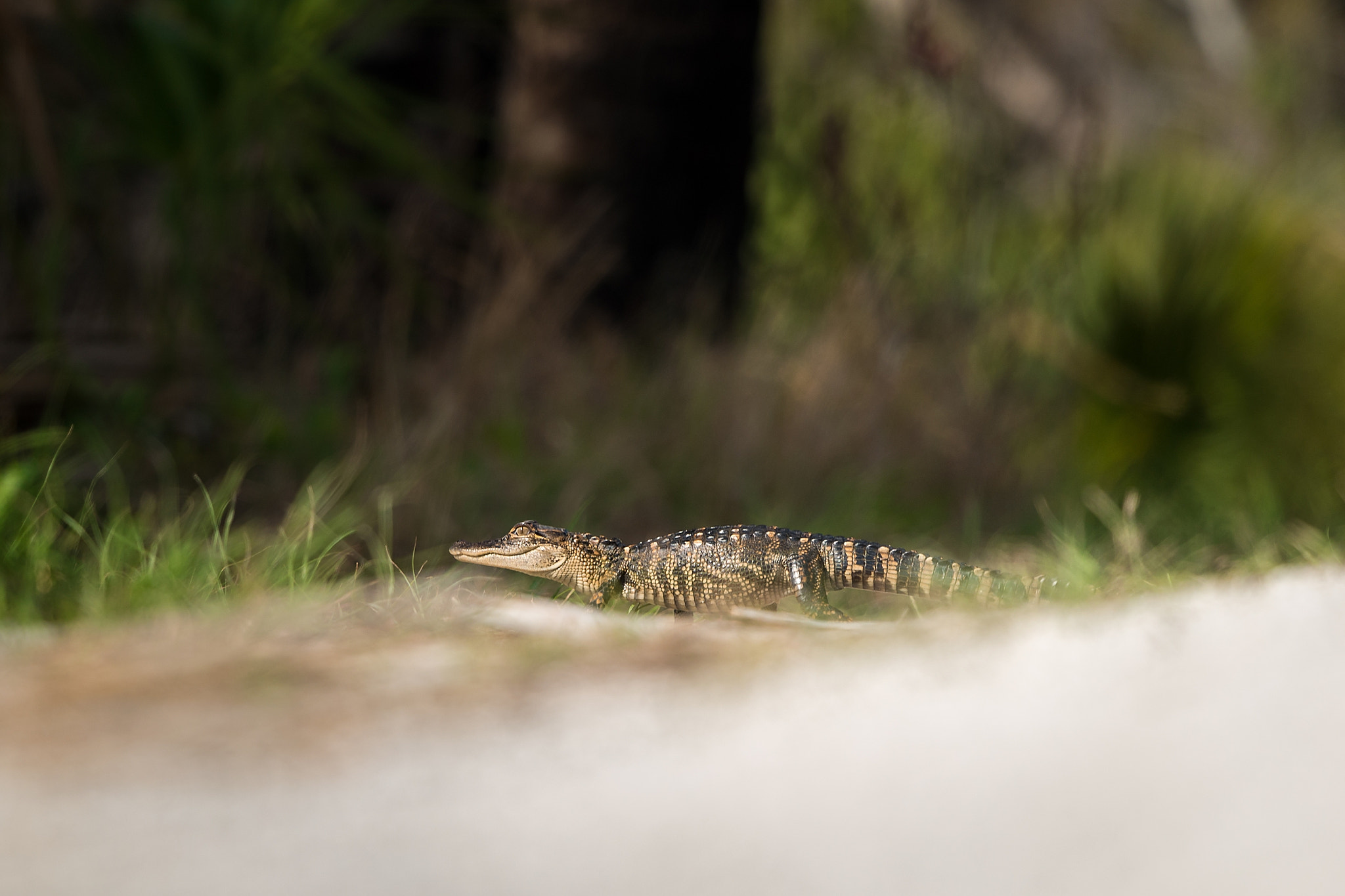 Nikon Nikkor AF-S 300mm F4E PF ED VR sample photo. Watch out photography