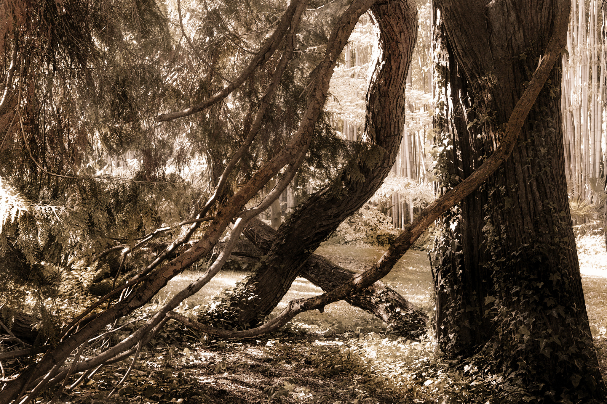 Canon EOS-1Ds sample photo. Sequoia photography