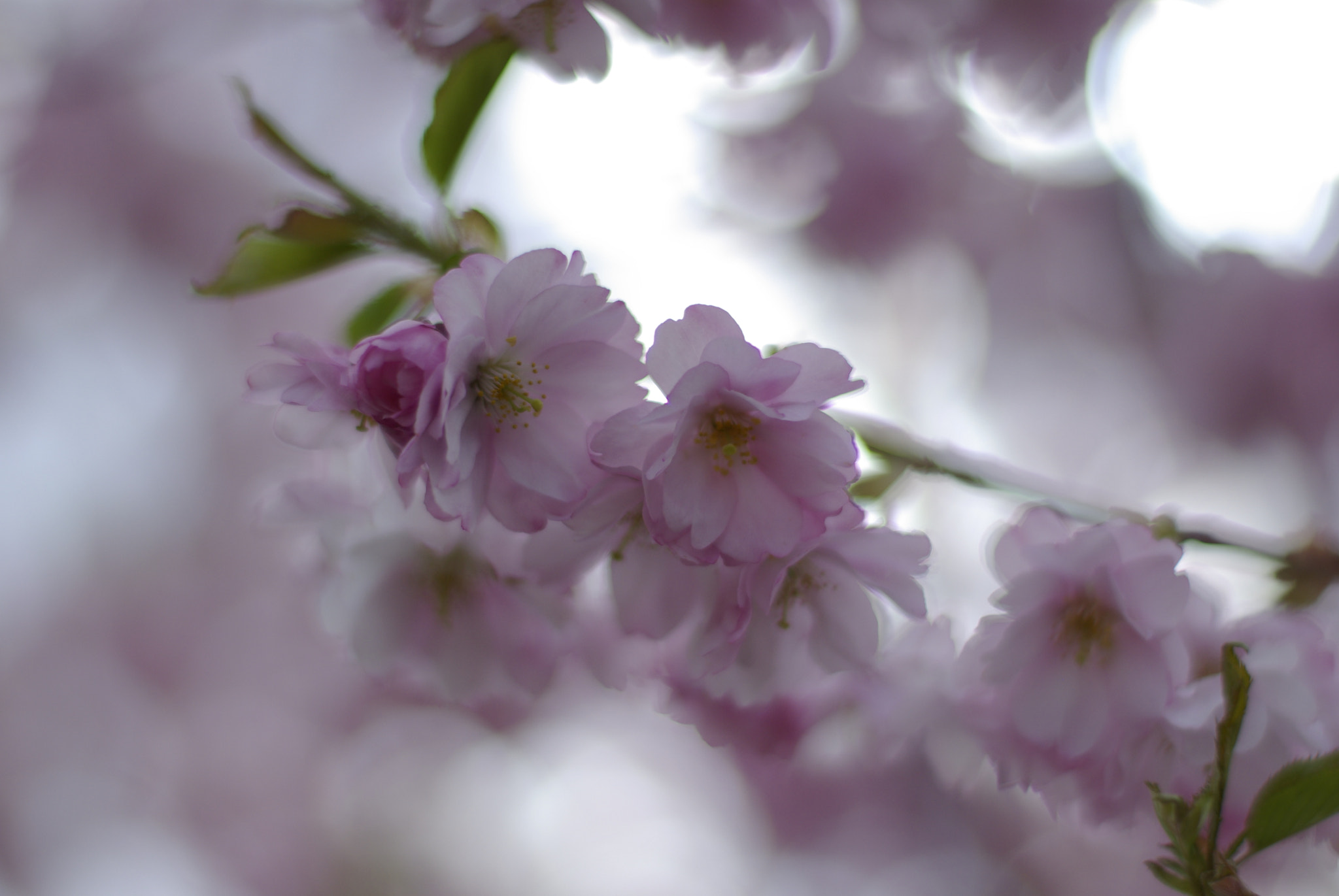 Pentax K10D + Pentax smc FA 50mm F1.4 sample photo. Cherry blossom photography