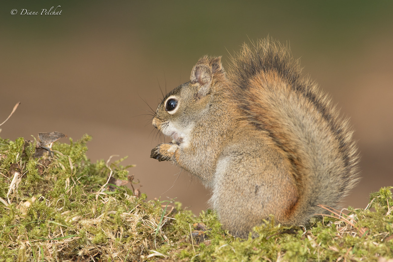 Canon EF 300mm F2.8L IS II USM sample photo. Squirrel photography