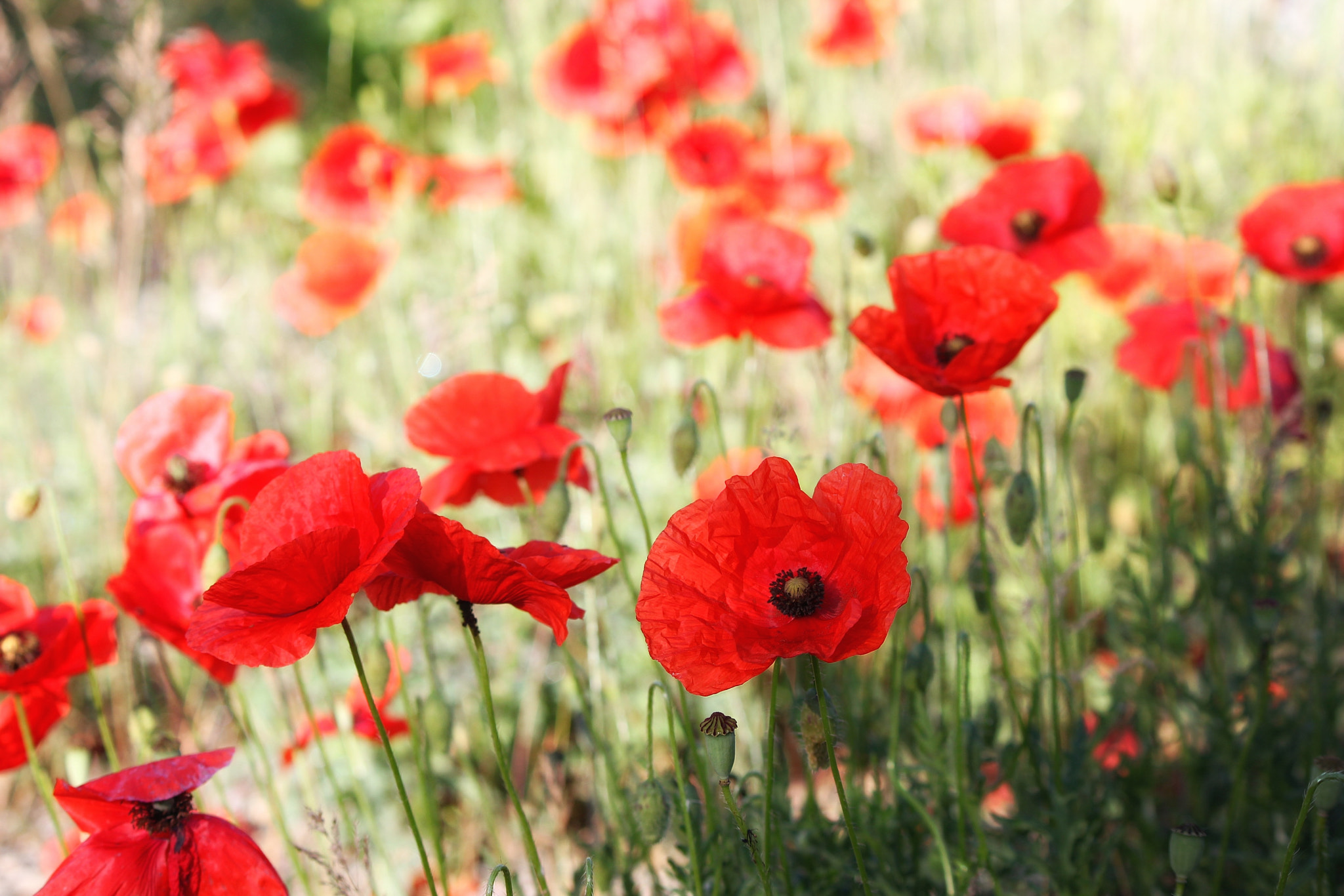 Canon EF-S 55-250mm F4-5.6 IS II sample photo. Poppies photography