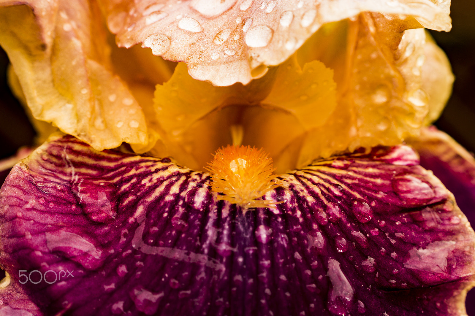 Sony SLT-A58 + Sony DT 30mm F2.8 Macro SAM sample photo. Royal iris in rain photography