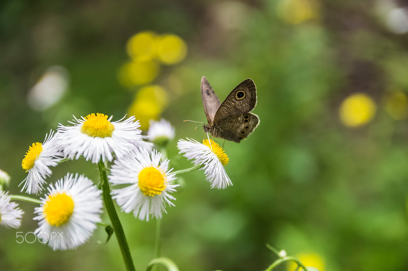Canon EOS 700D (EOS Rebel T5i / EOS Kiss X7i) sample photo. Butterfly of the rings photography