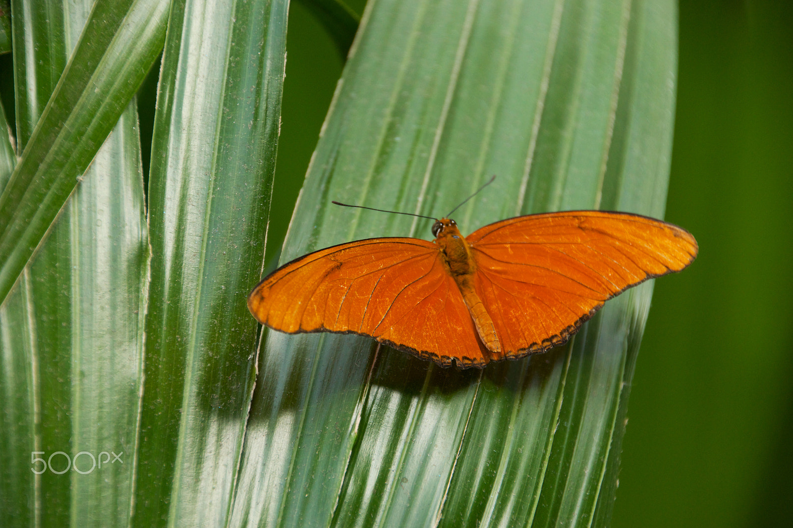 Tamron 18-270mm F3.5-6.3 Di II PZD sample photo. Butterfly photography