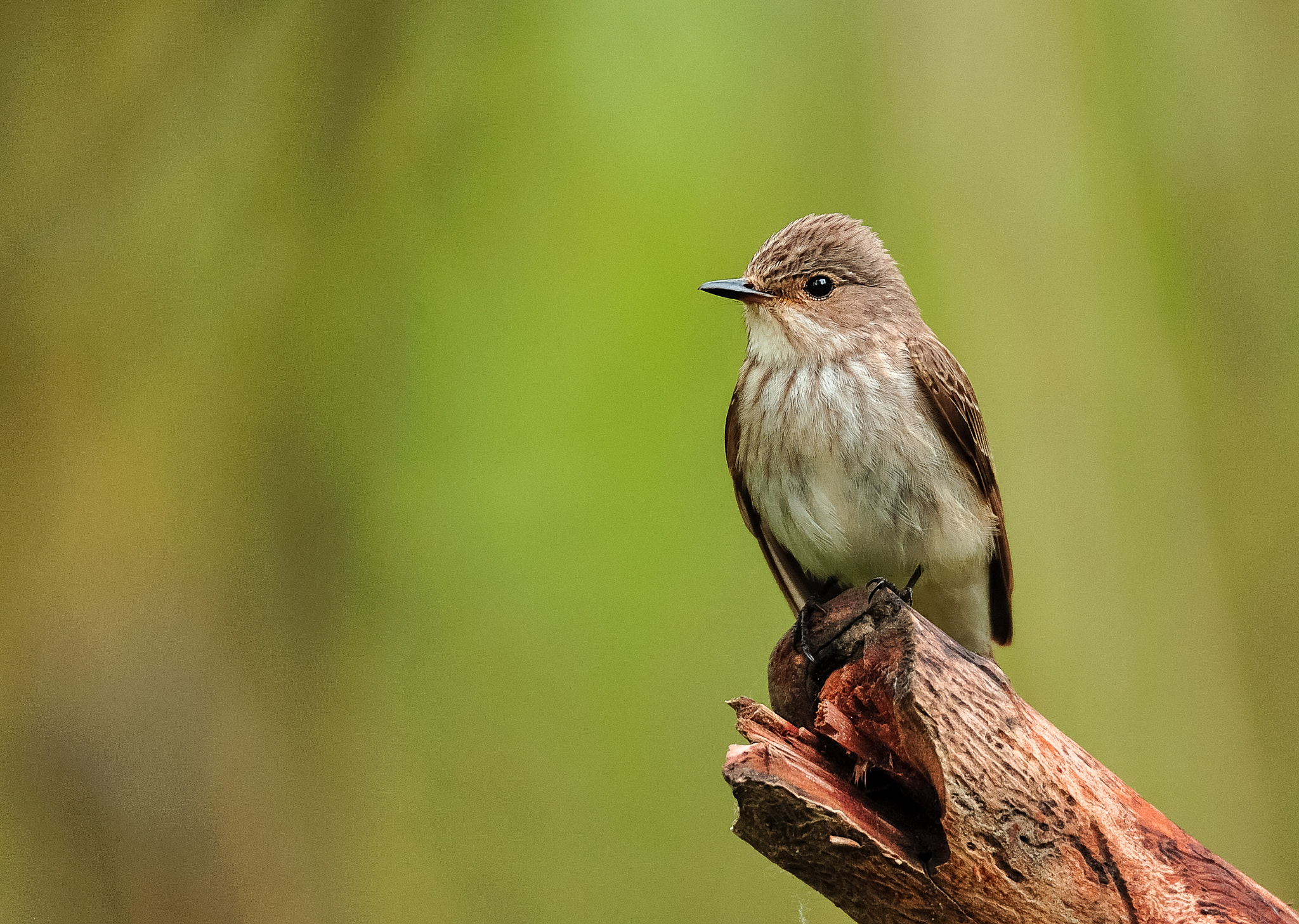 Nikon D3 sample photo. Muscicapa striata photography