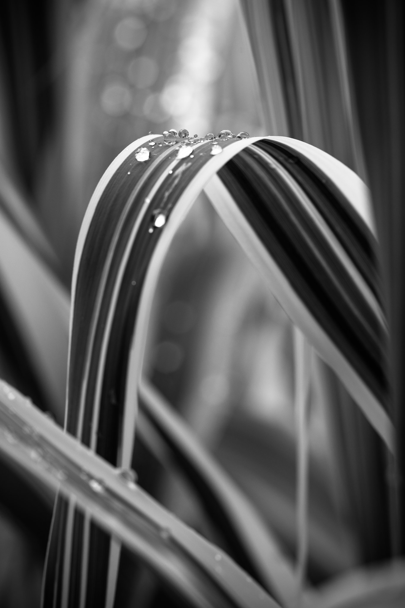 Canon EOS 5DS sample photo. Beautiful leaves photography