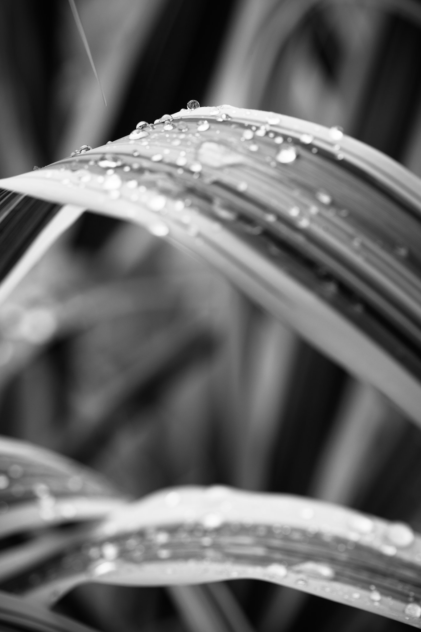 Canon EOS 5DS sample photo. Beautiful leaves photography