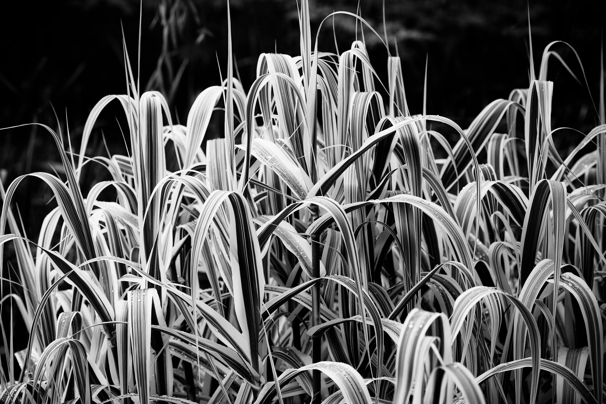 Canon EOS 5DS sample photo. Beautiful leaves photography