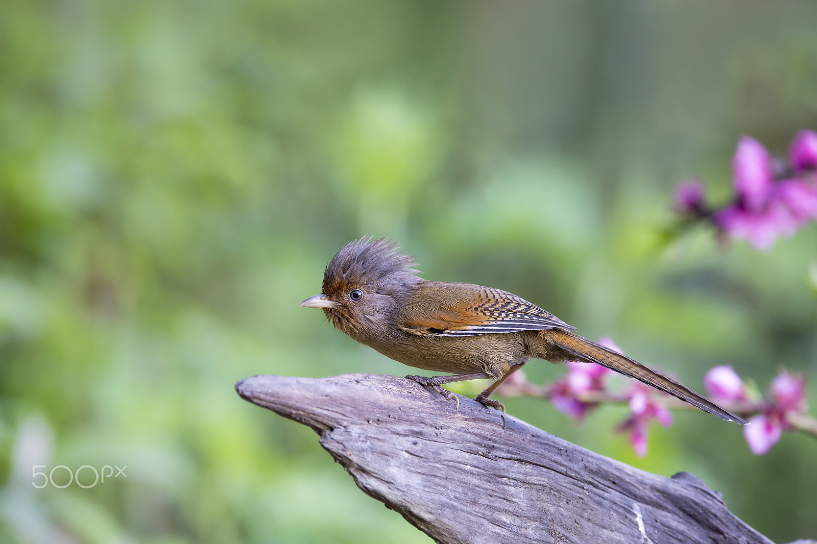Nikon AF-S Nikkor 600mm F4E FL ED VR sample photo. Rusty-fronted barwing photography