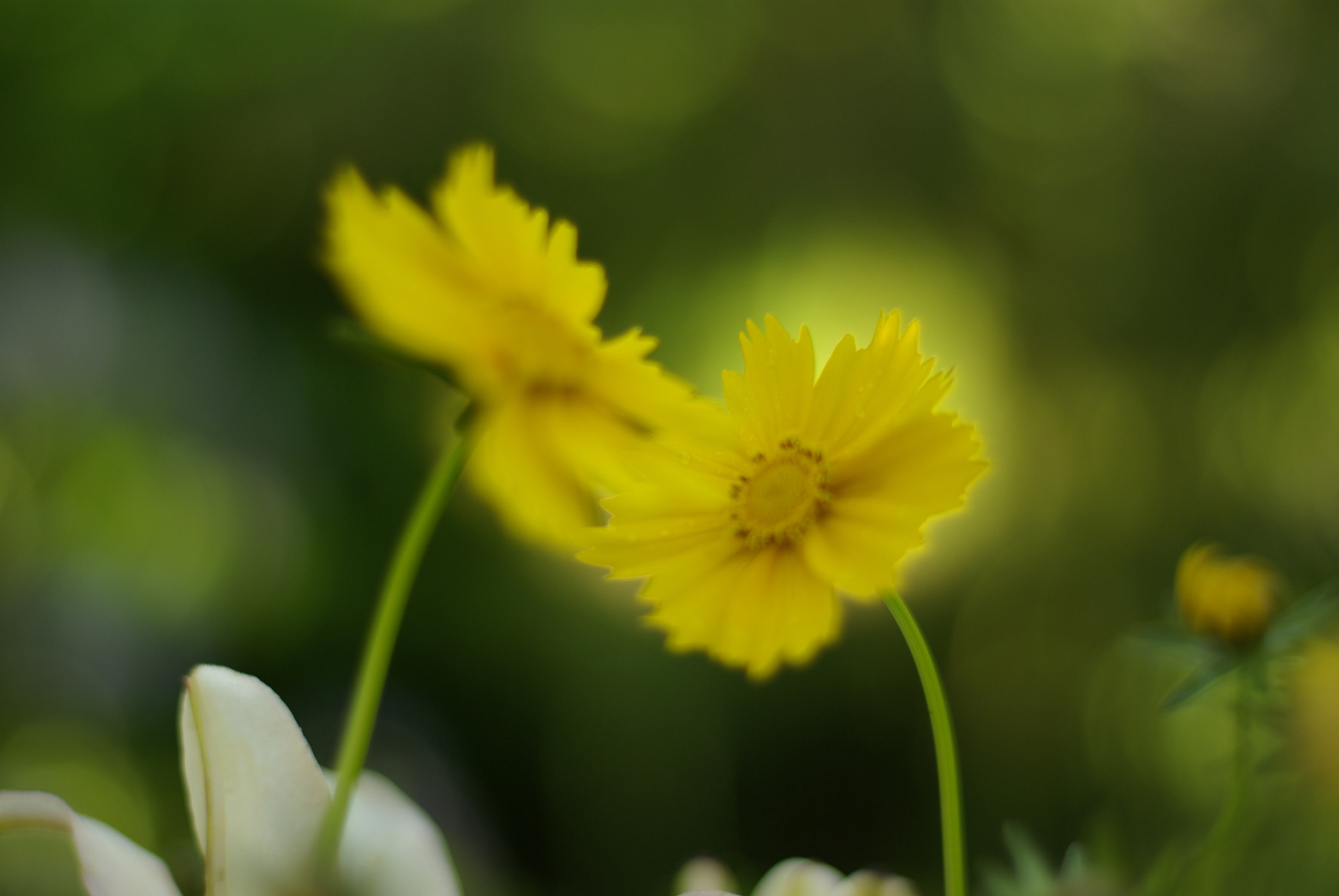 Pentax K10D + Pentax smc FA 50mm F1.4 sample photo. Shining yellow photography