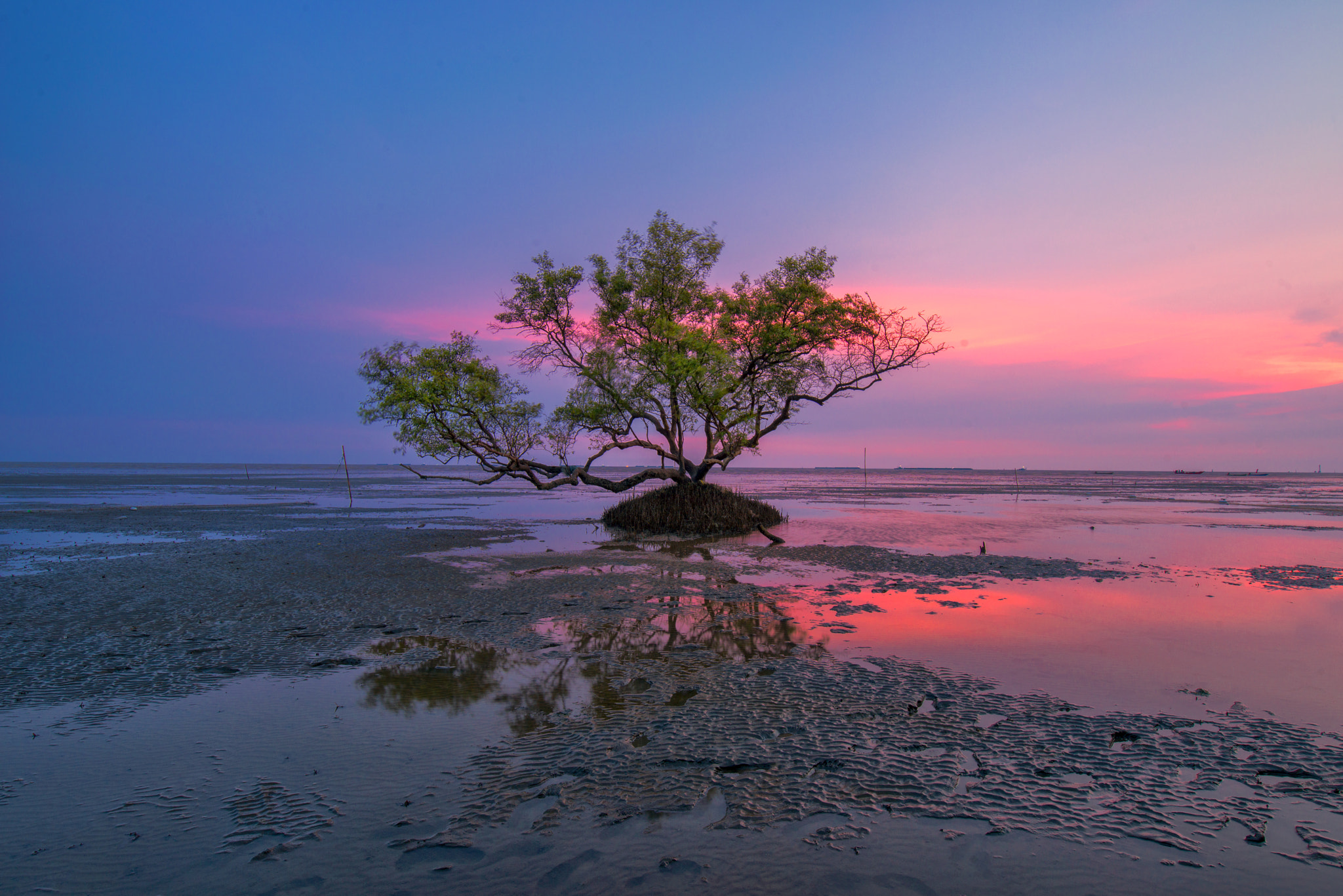 Tamron SP 15-30mm F2.8 Di VC USD sample photo. Single tree at sunset photography