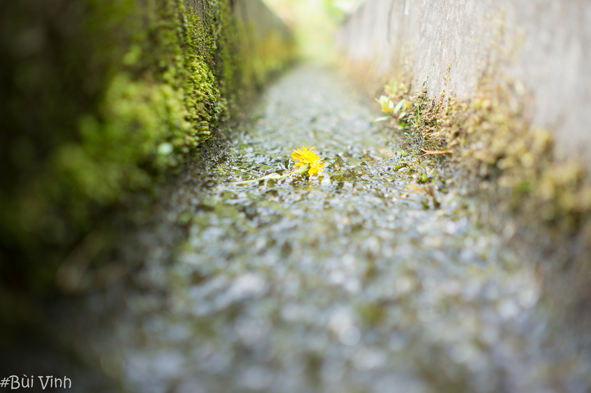 Sony Alpha NEX-5 + Minolta AF 28mm F2 sample photo. Dandelion flower photography