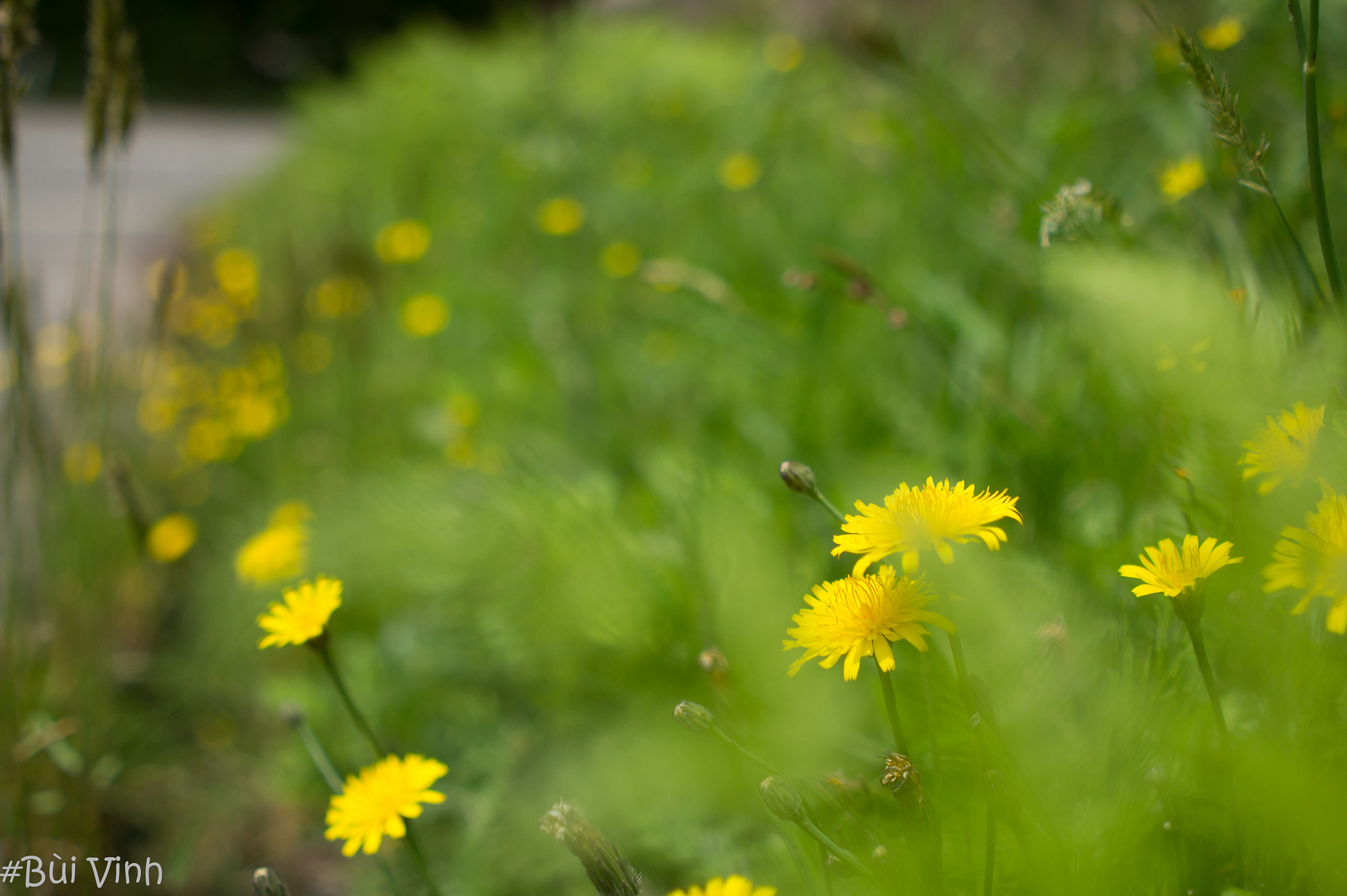 Minolta AF 28mm F2 sample photo. Dandelion flower photography