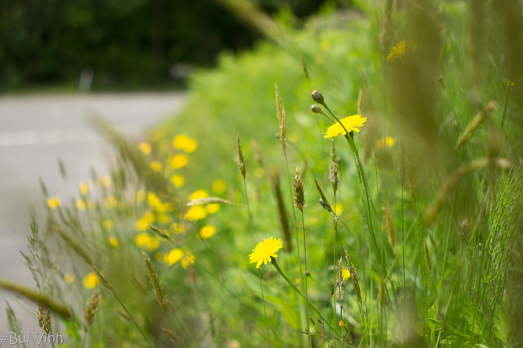 Sony Alpha NEX-5 + Minolta AF 28mm F2 sample photo. Dandelion flower photography