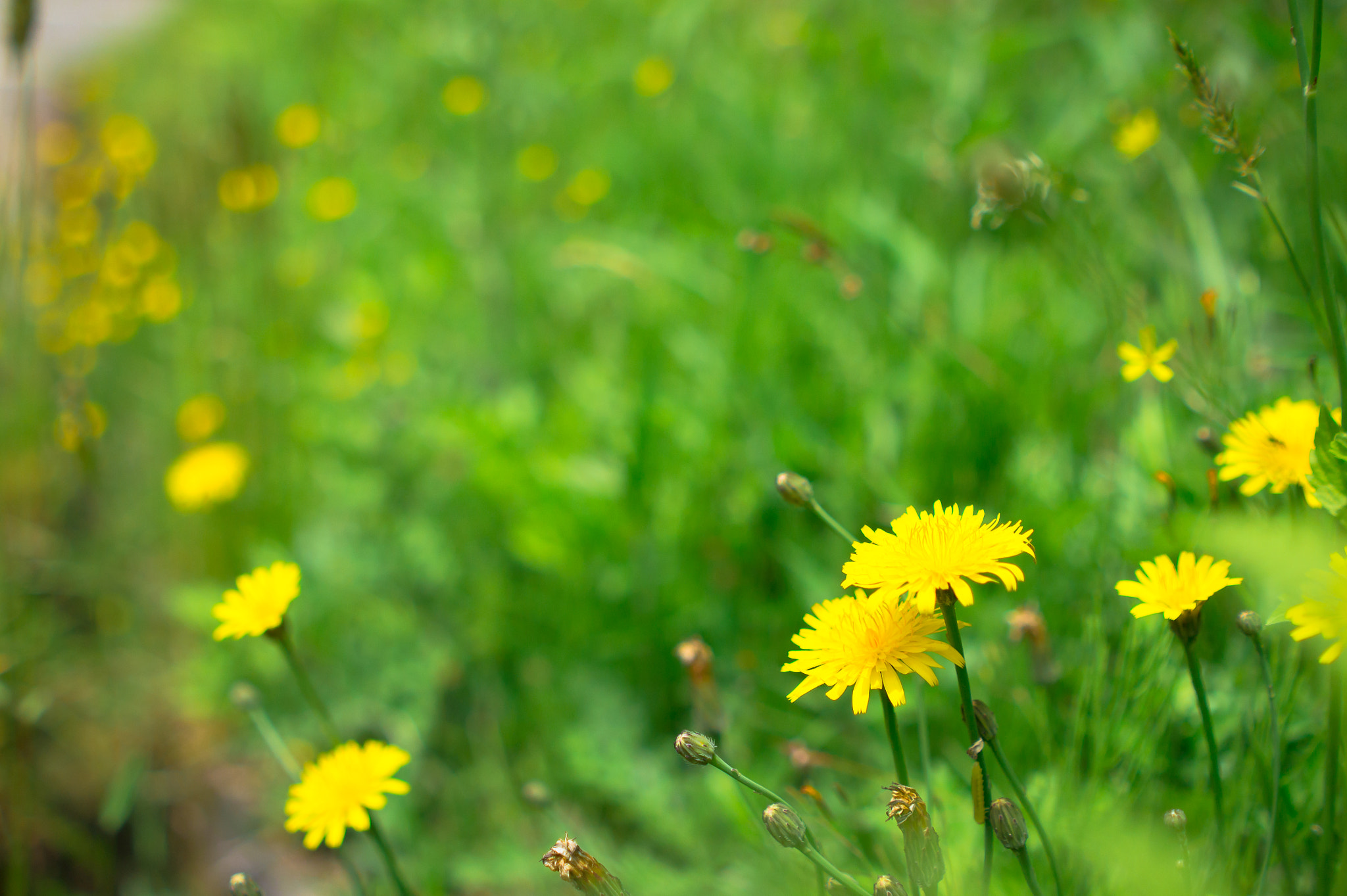 Minolta AF 28mm F2 sample photo. Dandelion flower photography