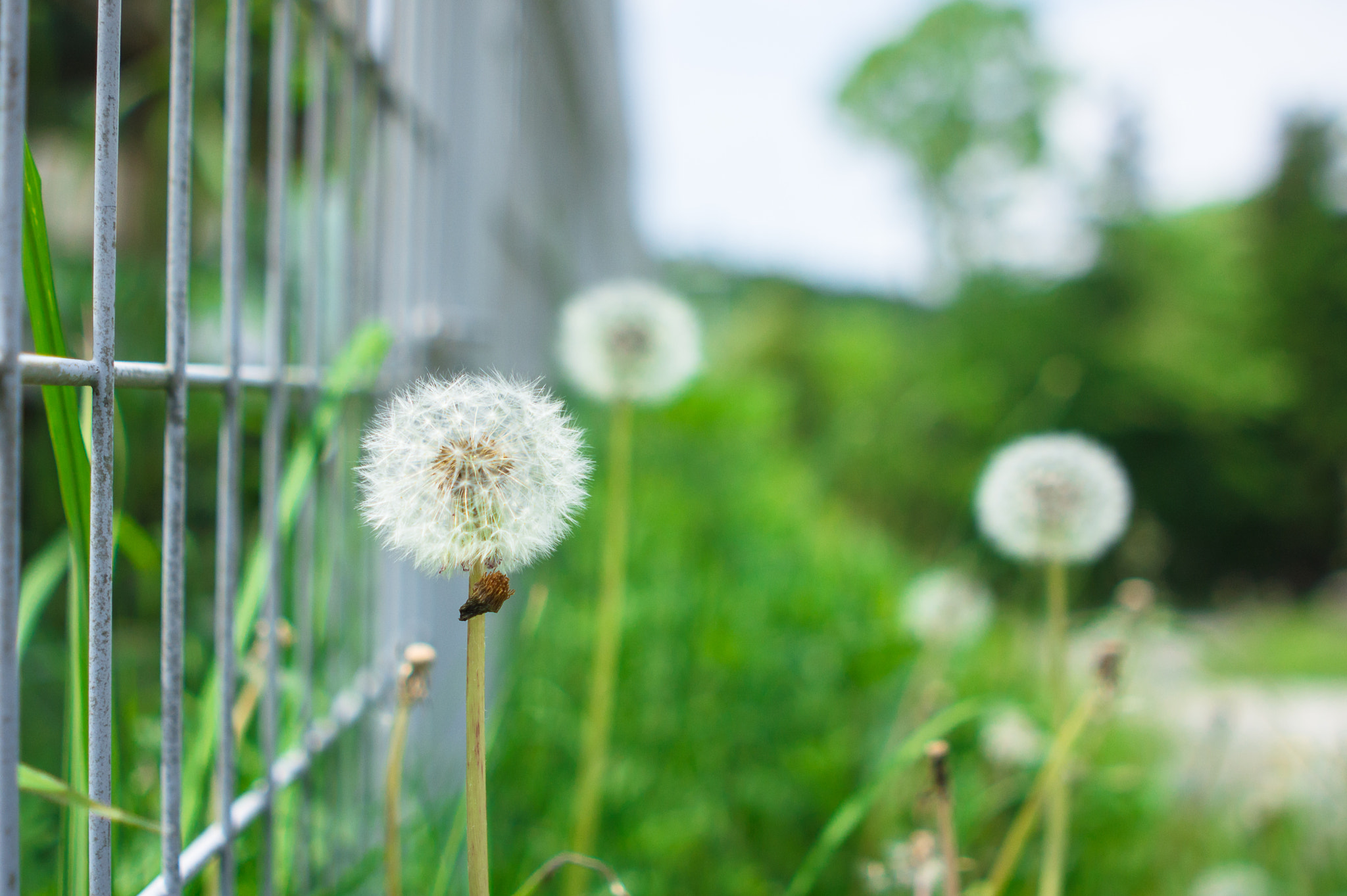 Minolta AF 28mm F2 sample photo. Dandelion flower photography