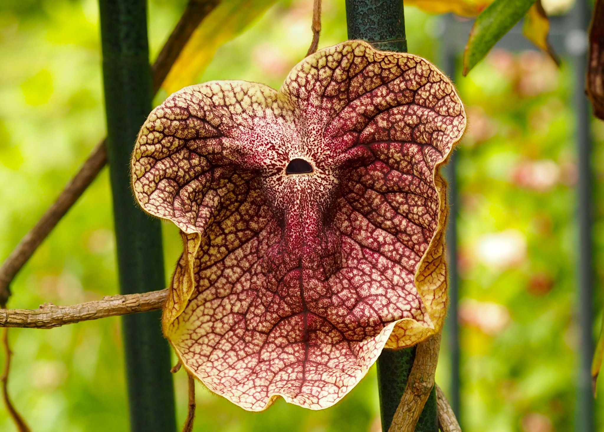 Olympus PEN E-PL7 sample photo. Aristolochiaceae. - front photography
