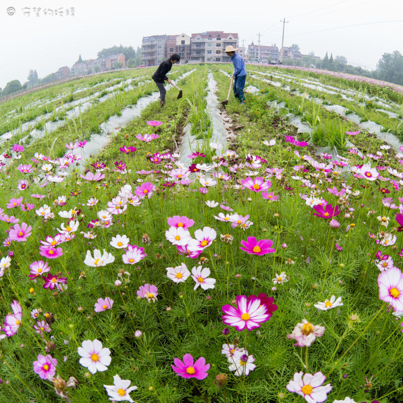 Samsung EK-GN120 + Samsung NX 10mm F3.5 Fisheye sample photo. 现代农民不种粮 photography