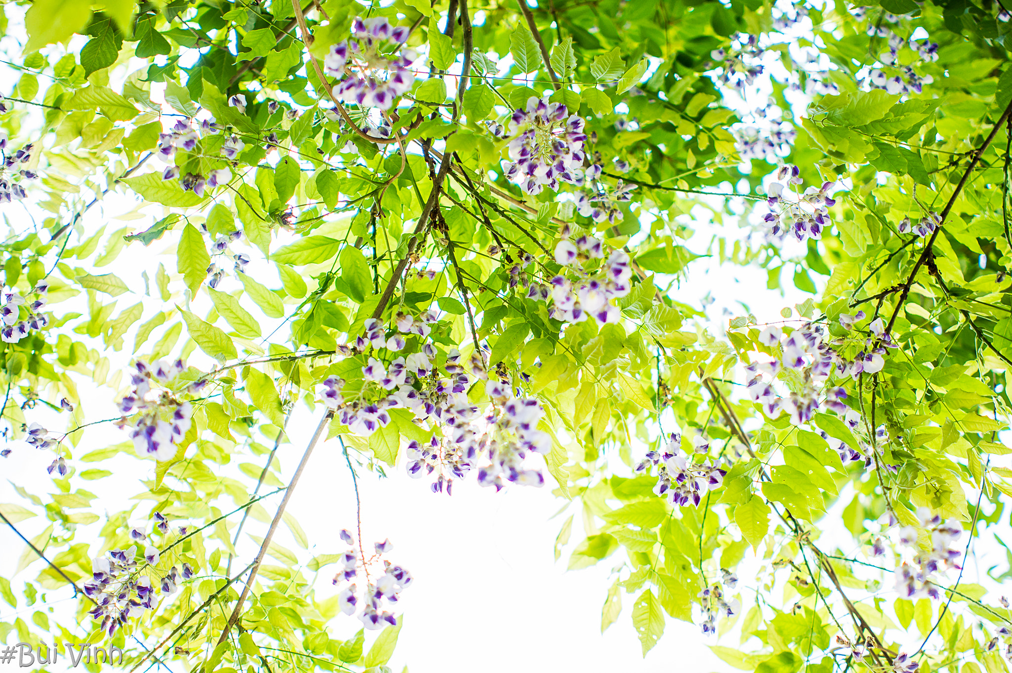 Minolta AF 28mm F2 sample photo. Purple flowers photography