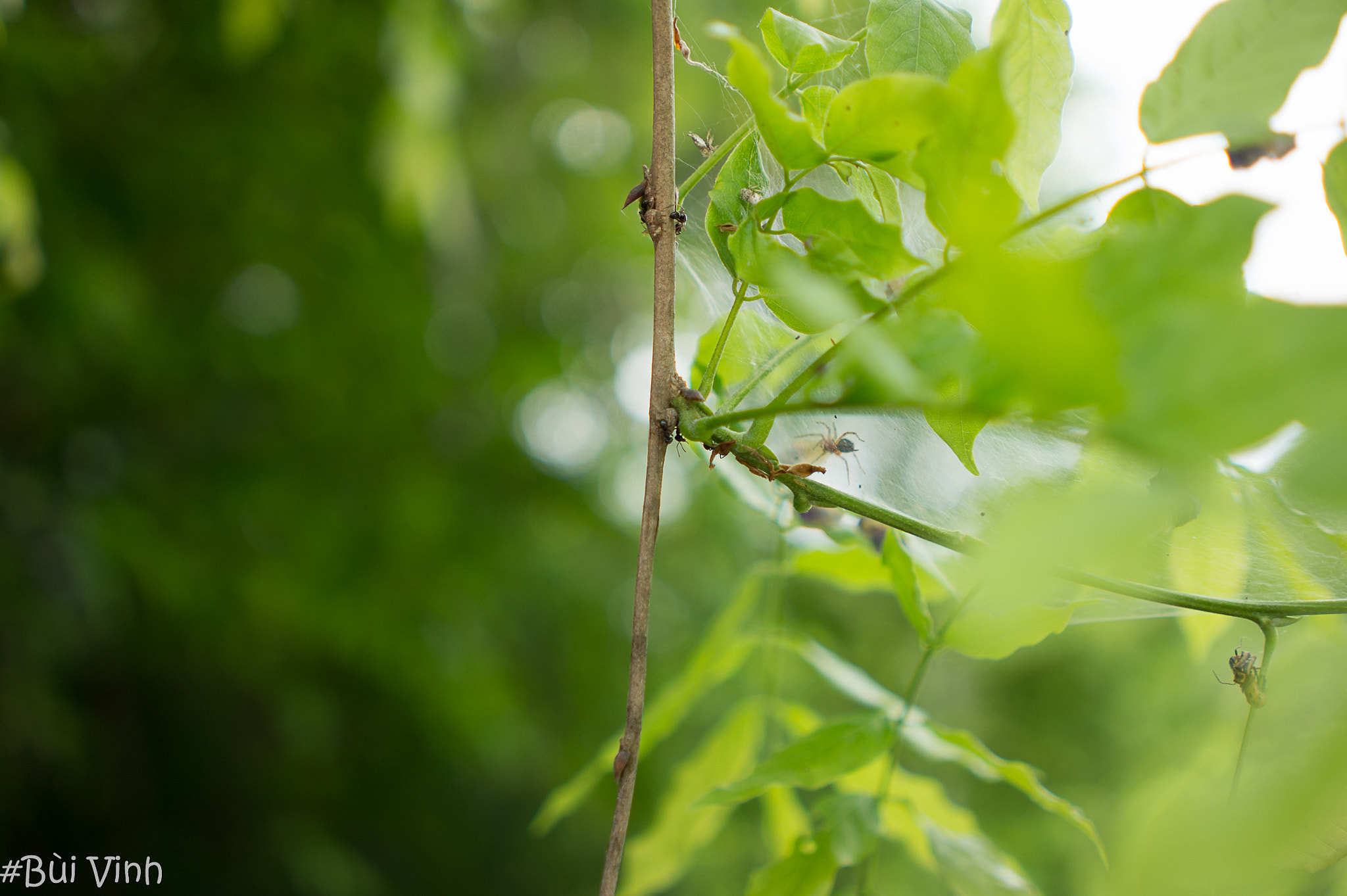 Minolta AF 28mm F2 sample photo. Green photography