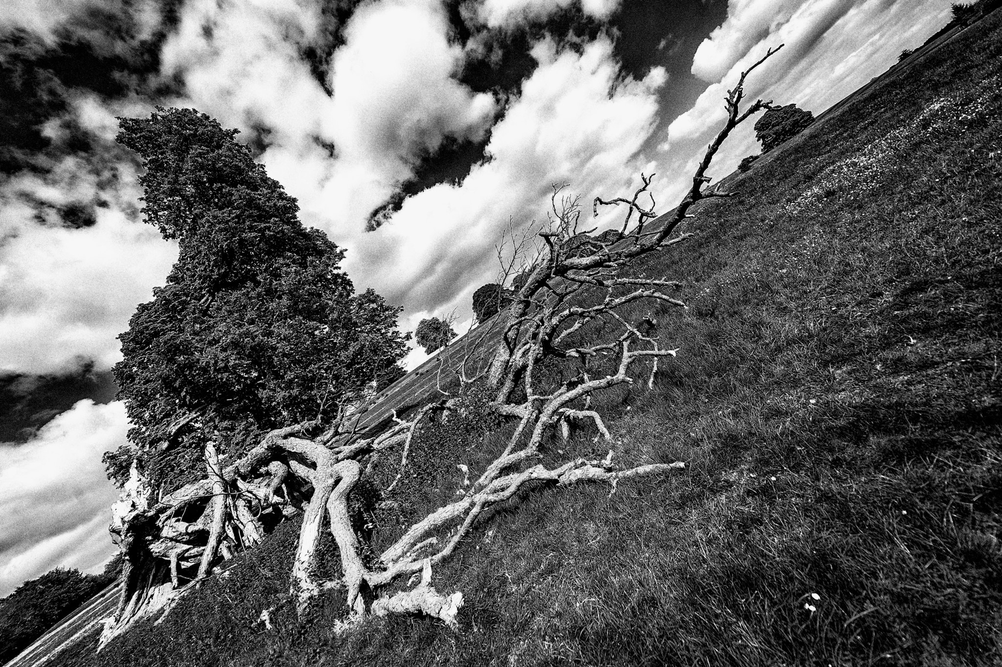 Nikon D3 sample photo. Half down tree photography