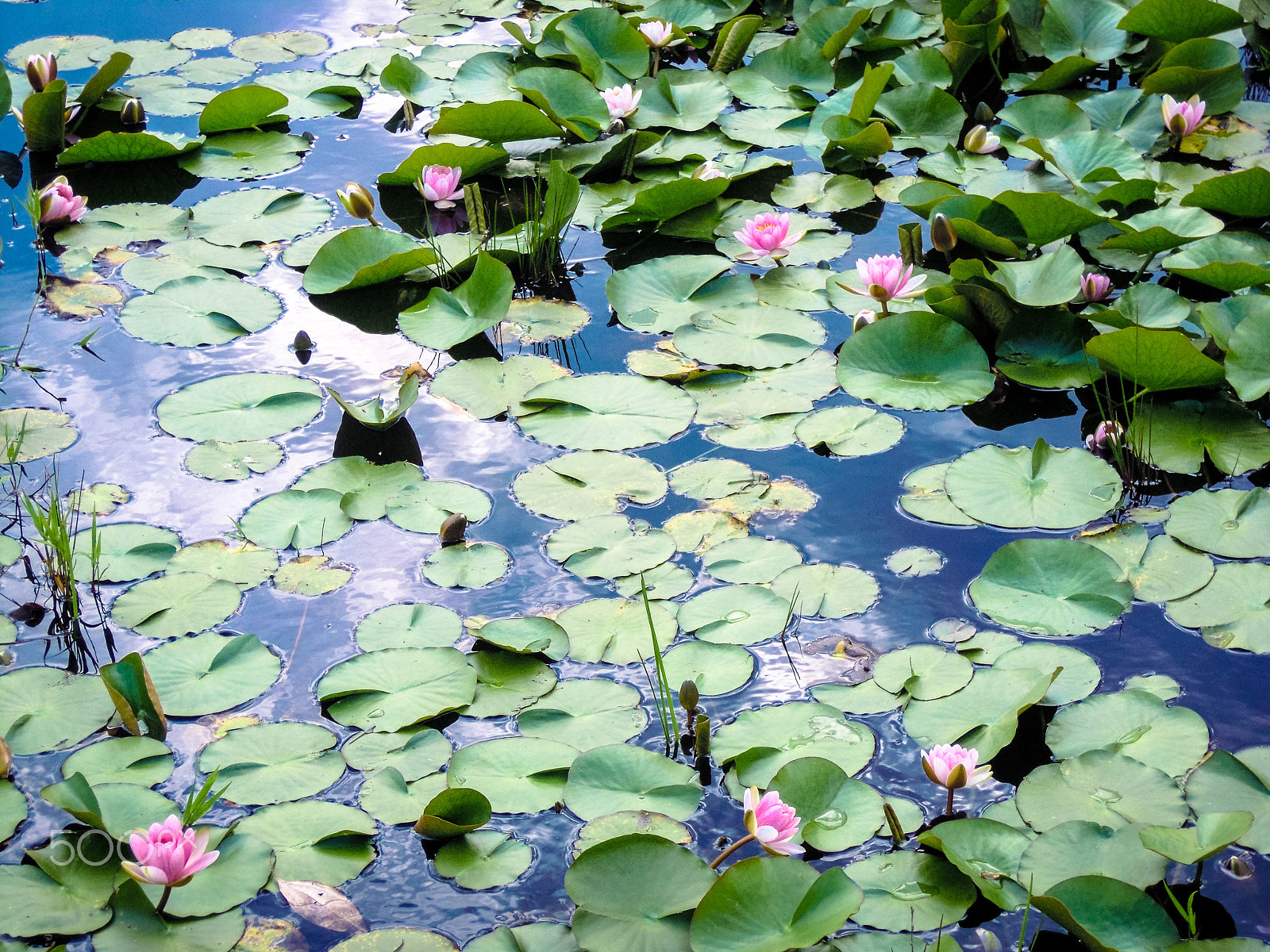 Nikon Coolpix S5100 sample photo. Water lilies photography