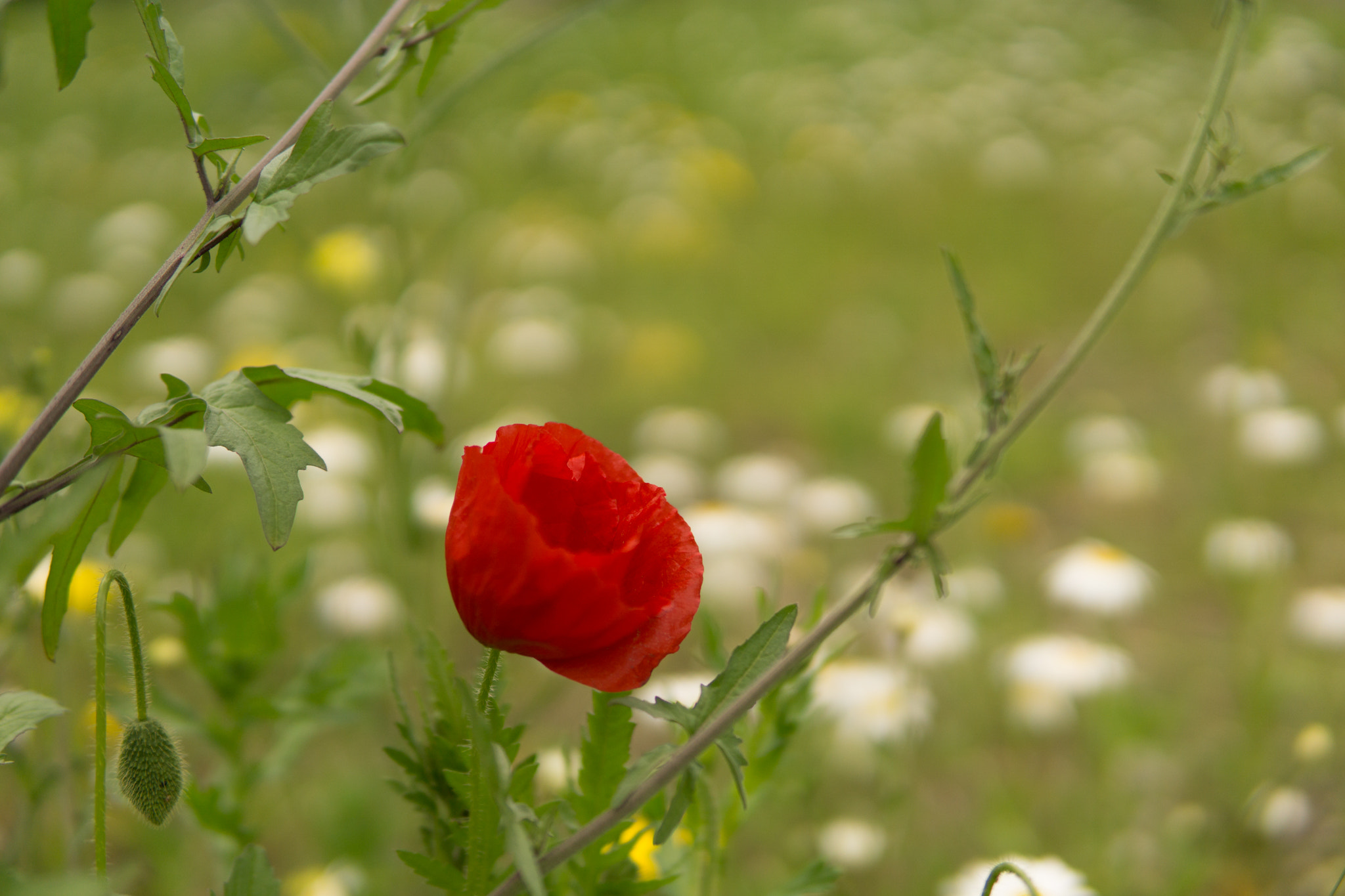 Sony a5100 sample photo. Poppy photography