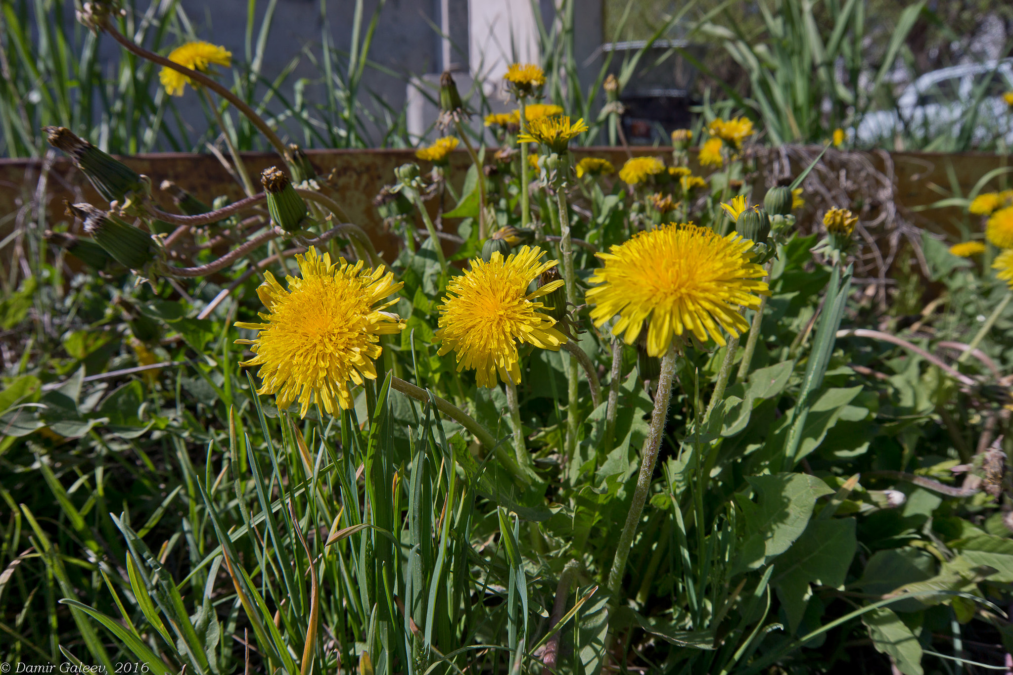 Sony Alpha NEX-7 sample photo. Dandelions photography