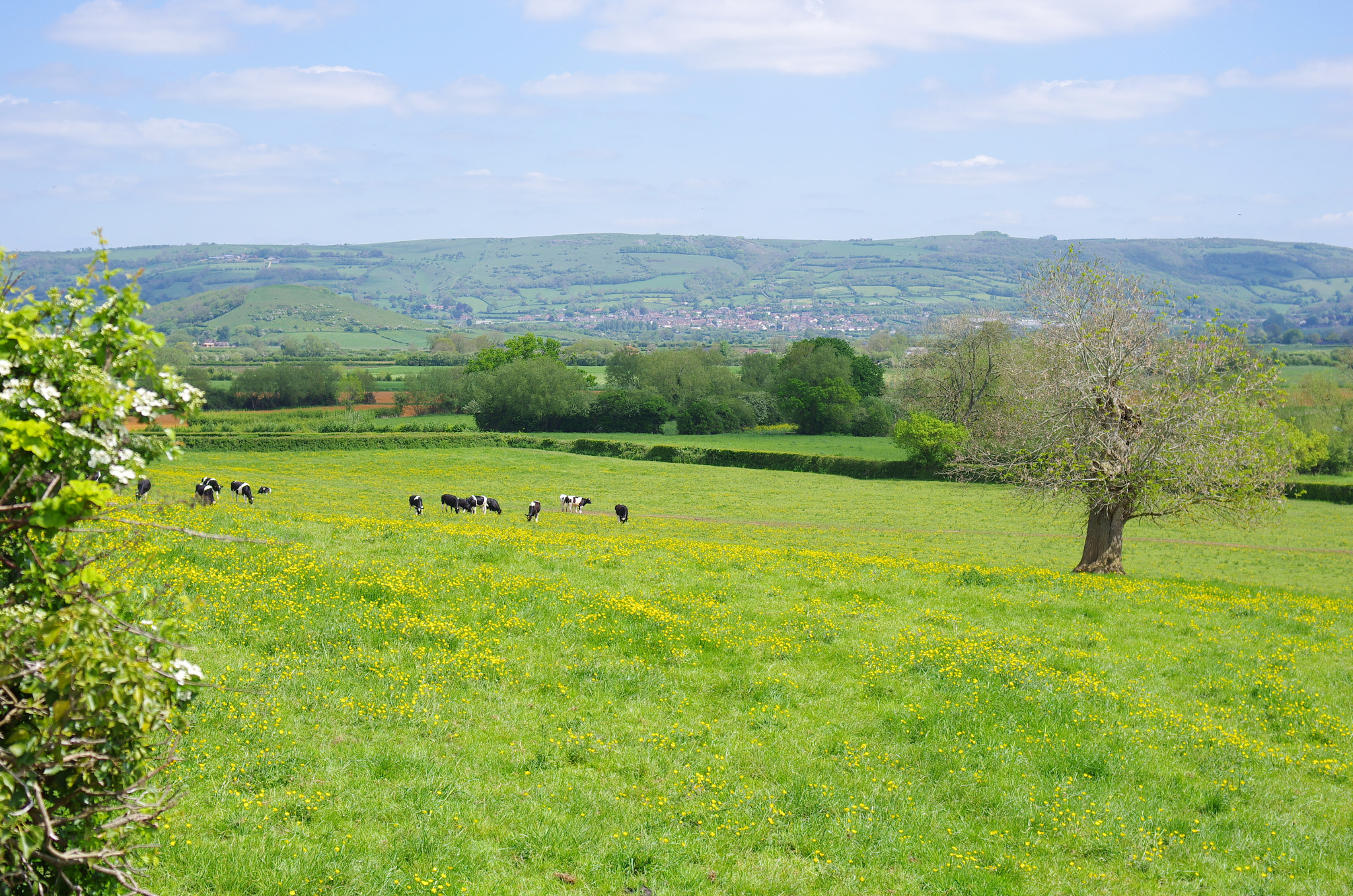 Pentax K-5 sample photo. At a gap in the hedge - 2 photography