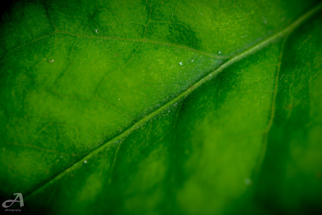 Nikon AF-S Micro-Nikkor 60mm F2.8G ED sample photo. Green. photography