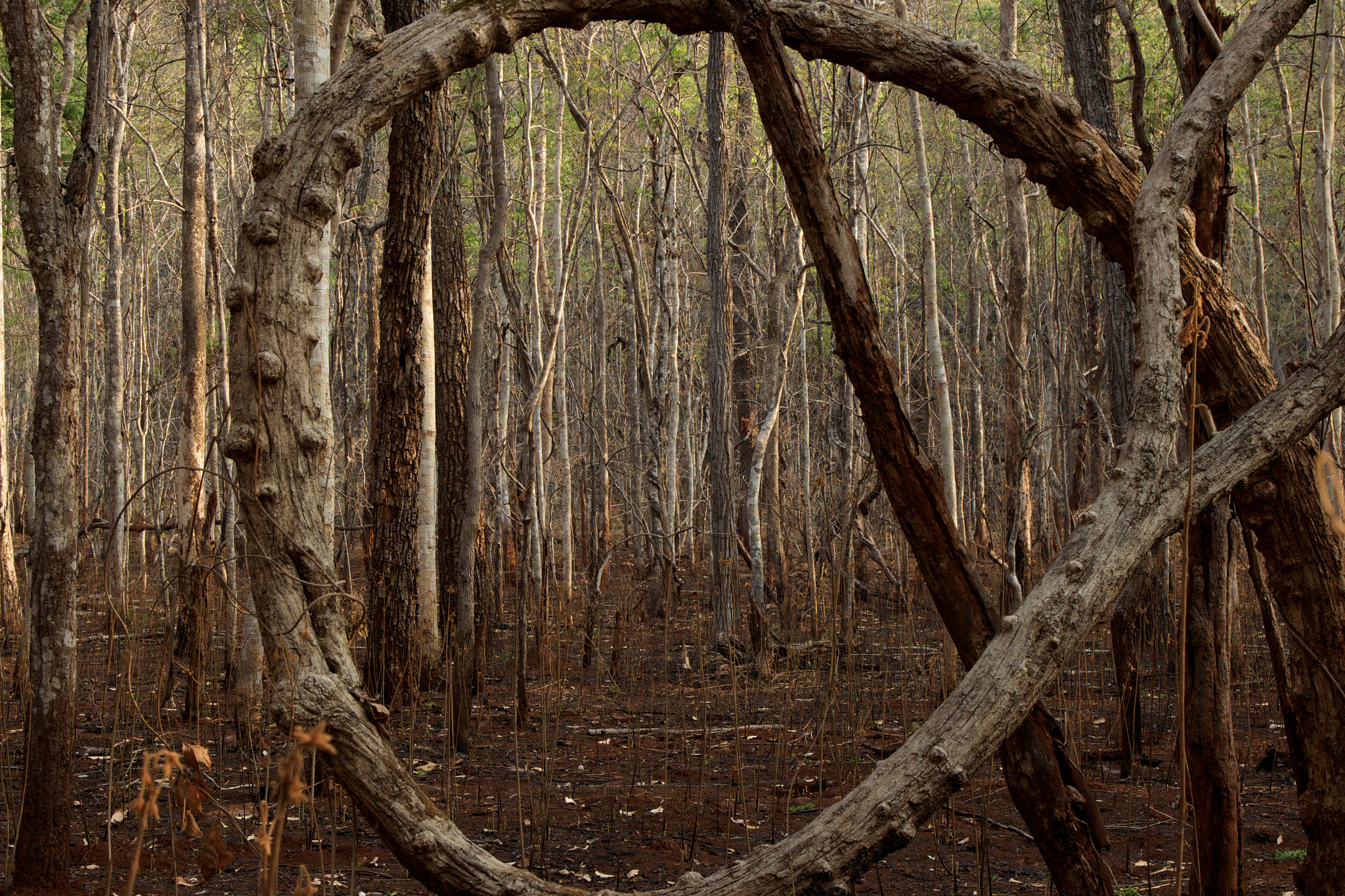 Canon EOS 600D (Rebel EOS T3i / EOS Kiss X5) sample photo. Forest in dry season photography