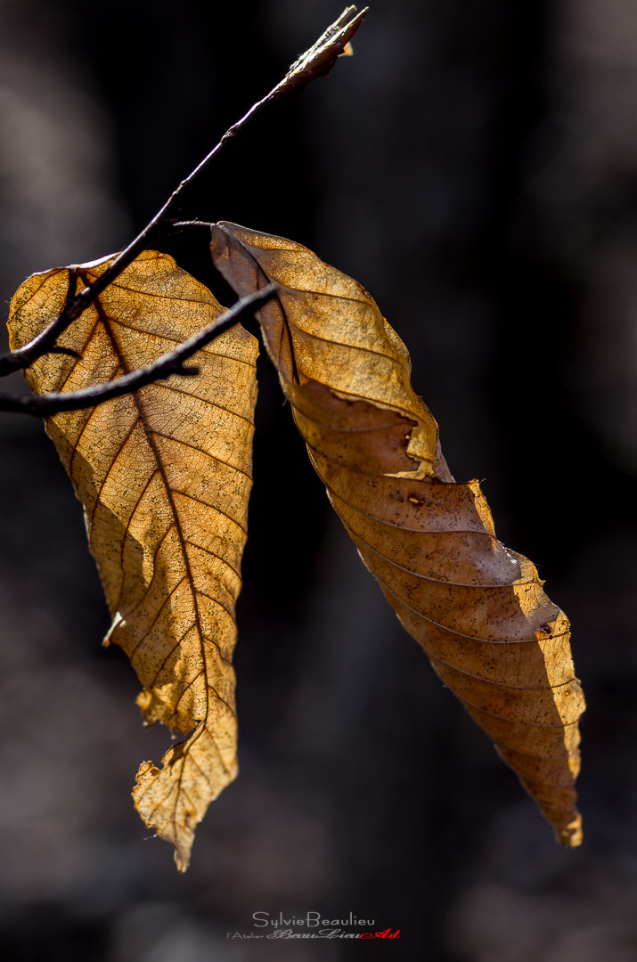 Pentax K-5 sample photo. Résistance (resistance) photography