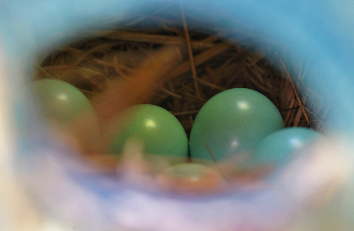 100mm F2.8 SSM sample photo. Peek inside- bluebird photography