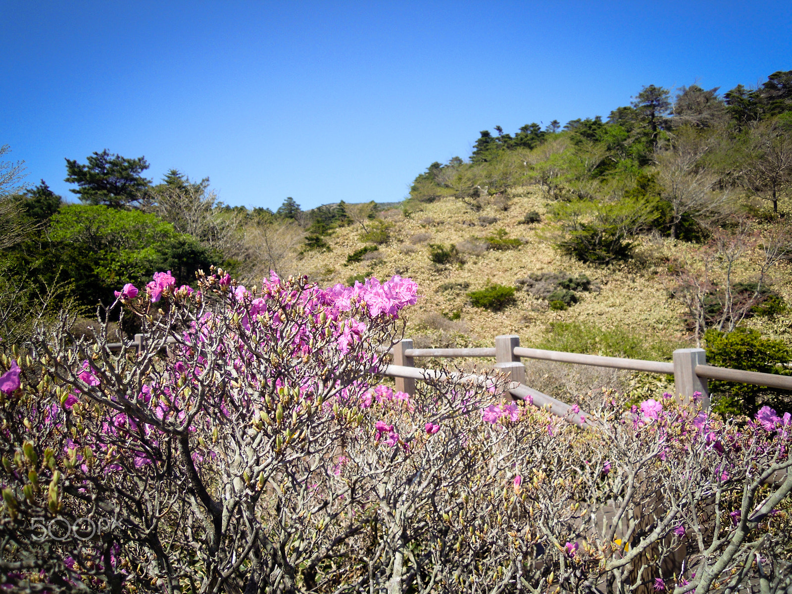 Nikon Coolpix S5100 sample photo. Blooming trees photography