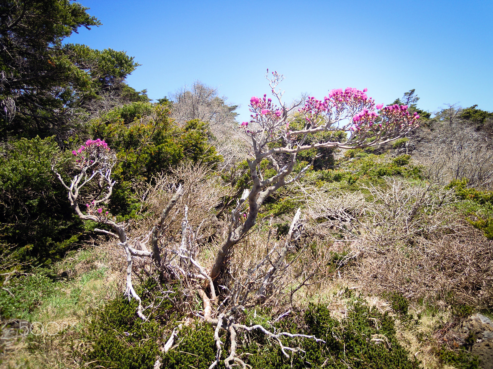 Nikon Coolpix S5100 sample photo. Blooming trees photography