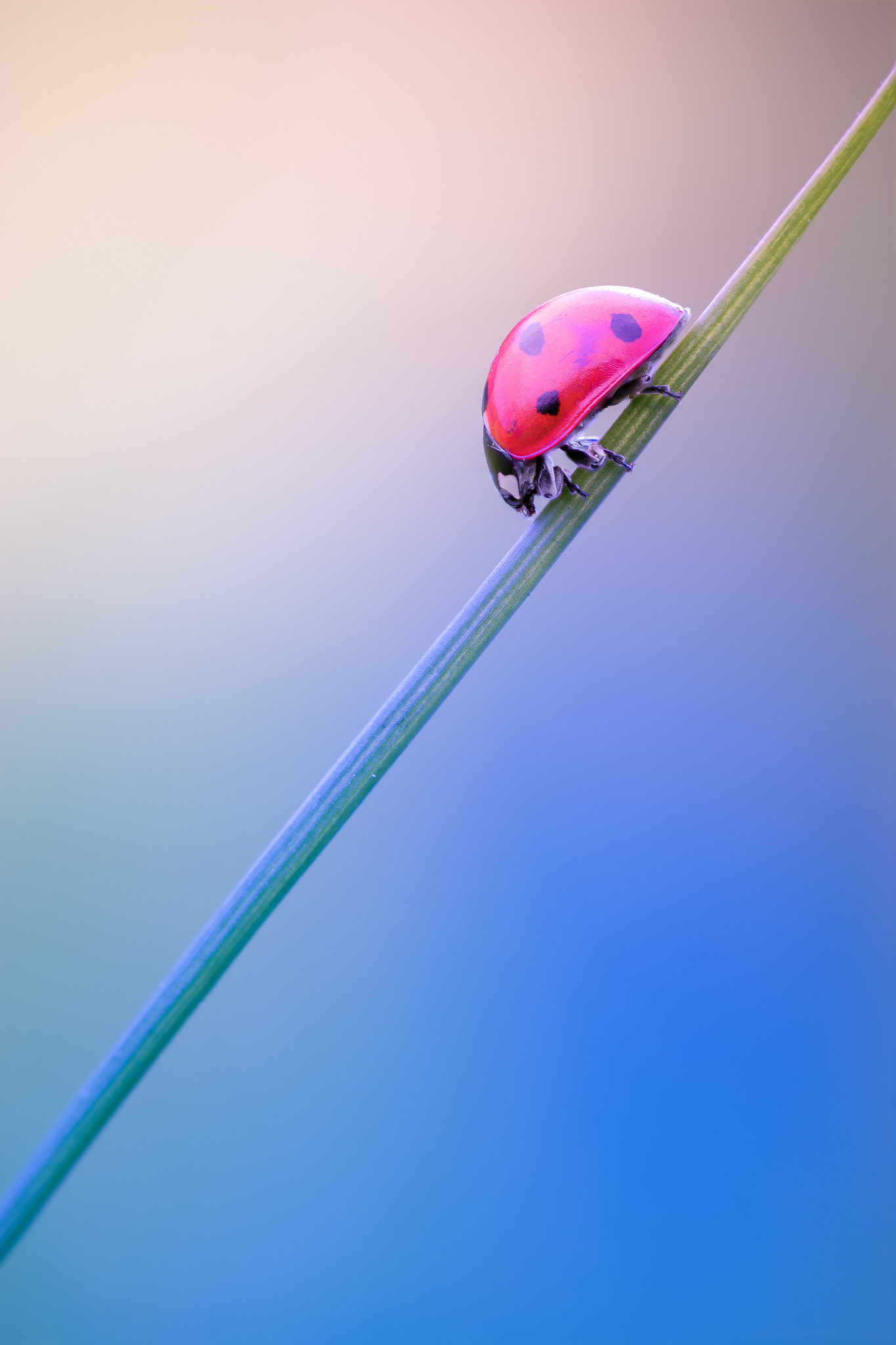 100mm F2.8 G SSM OSS sample photo. Ruby... photography