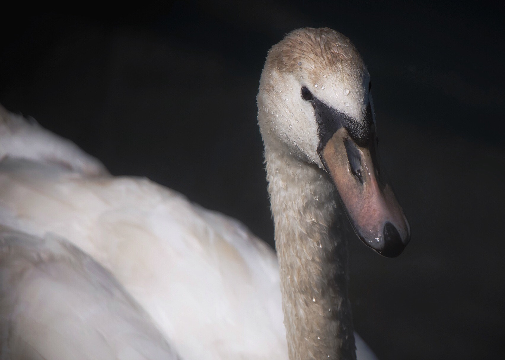 Canon EF-S 18-135mm F3.5-5.6 IS STM sample photo. Swan photography