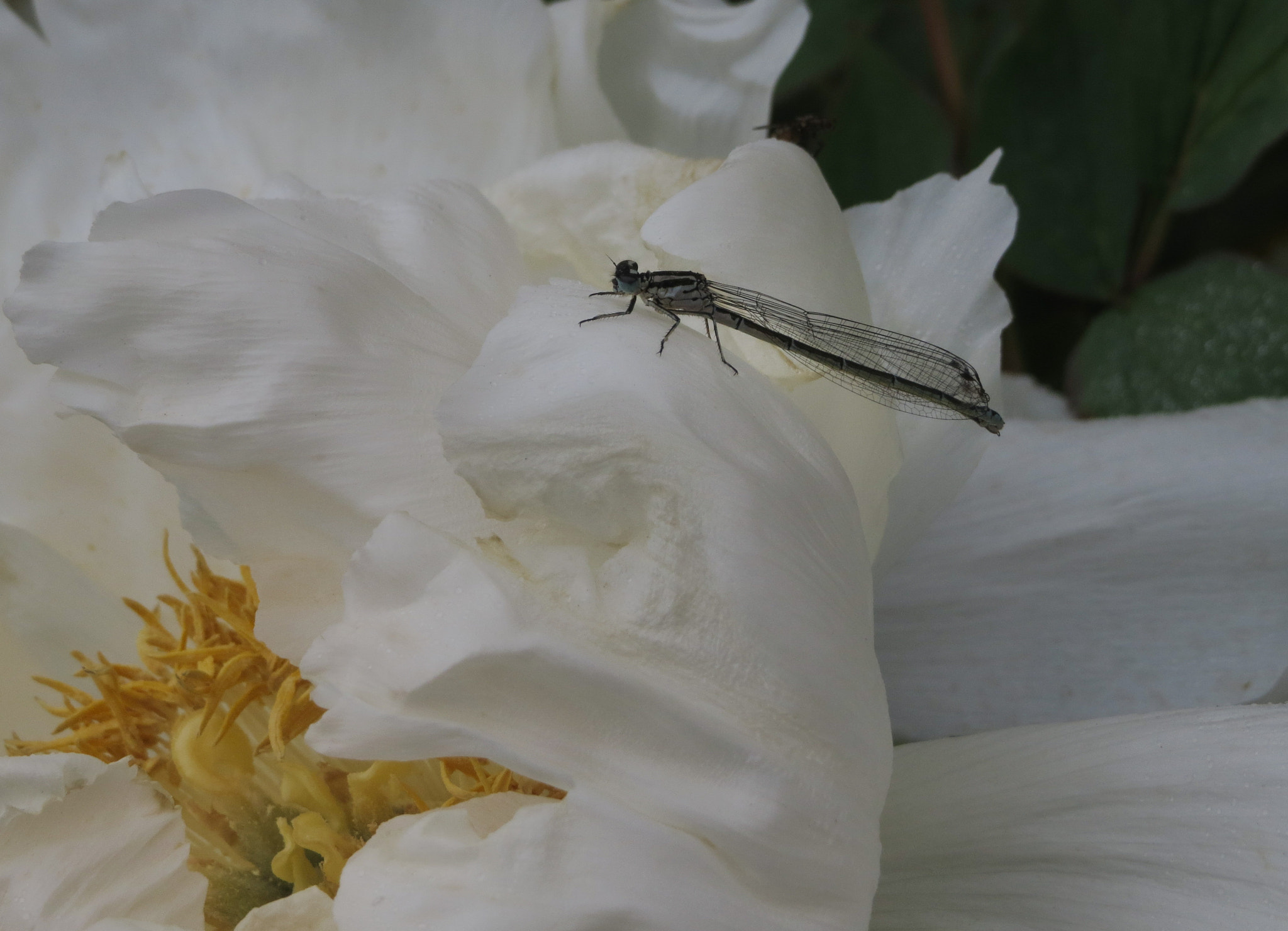 Canon PowerShot ELPH 520 HS (IXUS 500 HS / IXY 3) sample photo. Dragonfly on flower photography