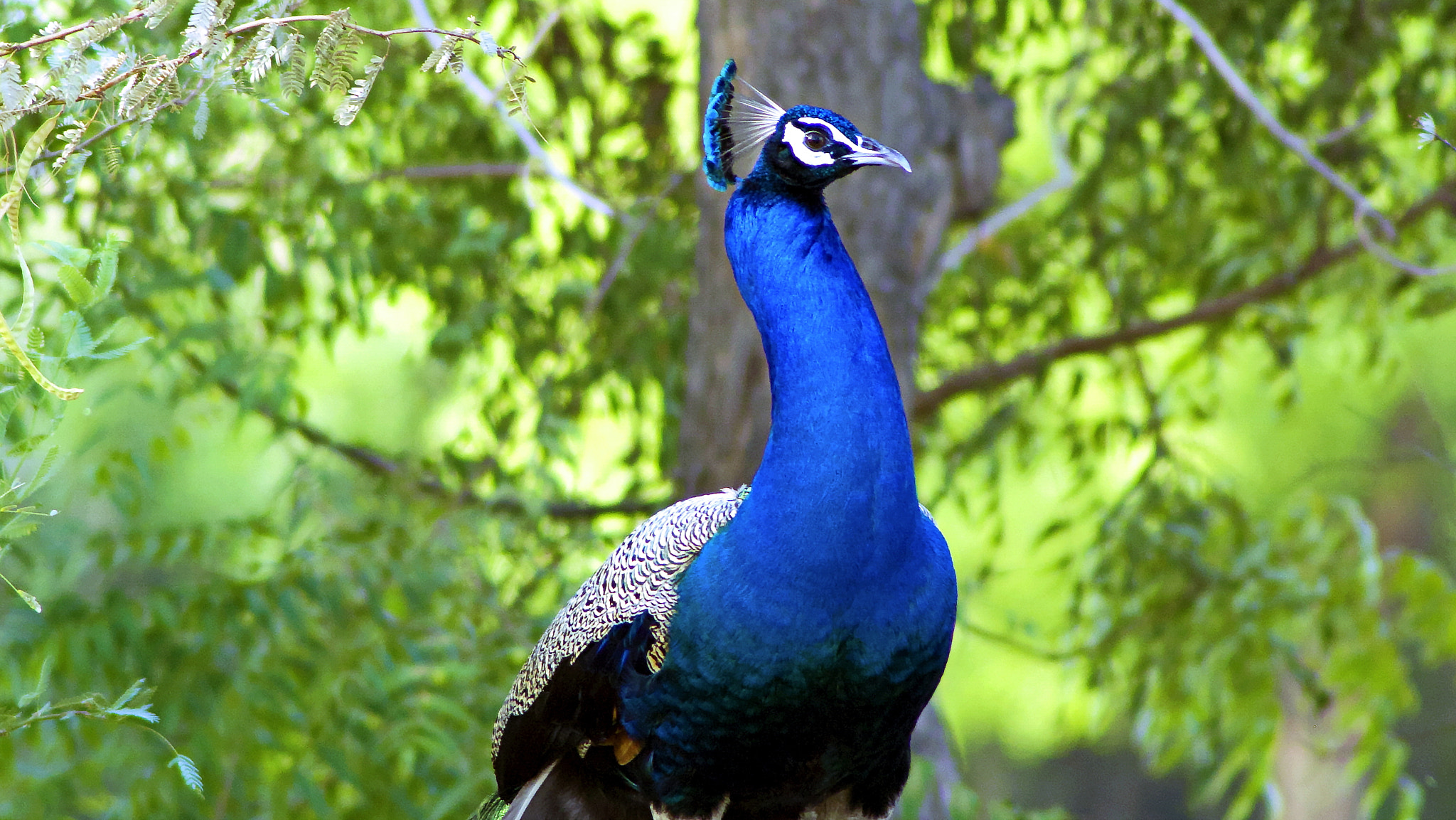 Pentax K-50 + Tamron AF 70-300mm F4-5.6 Di LD Macro sample photo. Peacock photography