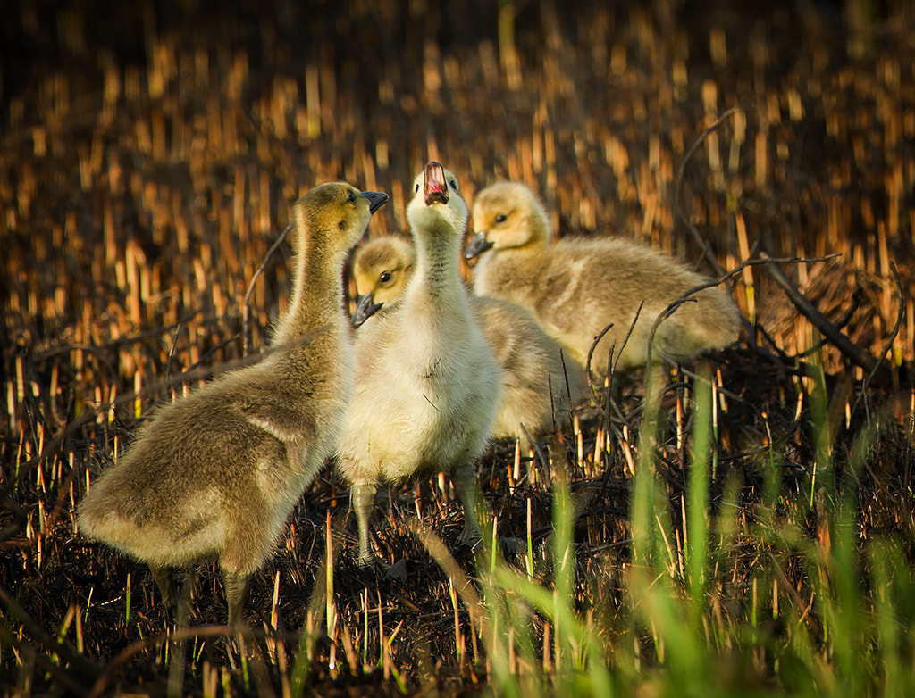 Canon EF 300mm F2.8L IS USM sample photo. Gaggle of goslings photography