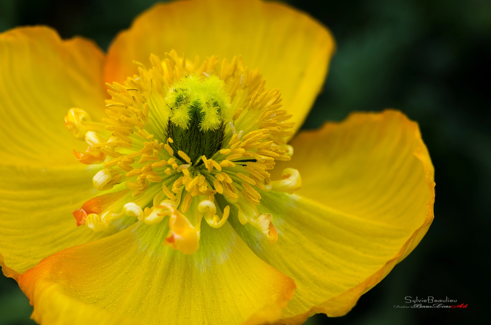 Pentax smc D-FA 50mm F2.8 Macro sample photo. Luminescence photography