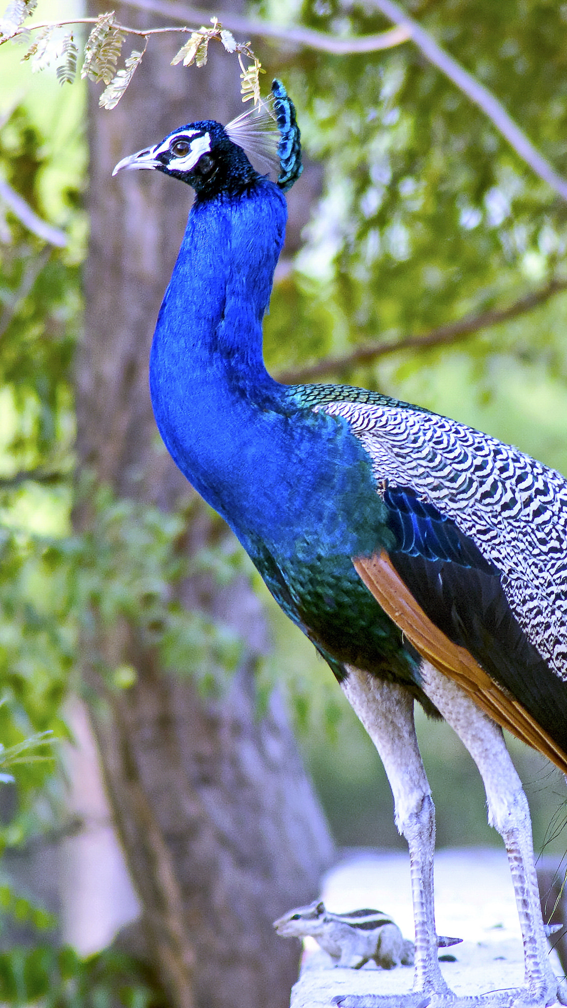 Pentax K-50 + Tamron AF 70-300mm F4-5.6 Di LD Macro sample photo. Peacock photography