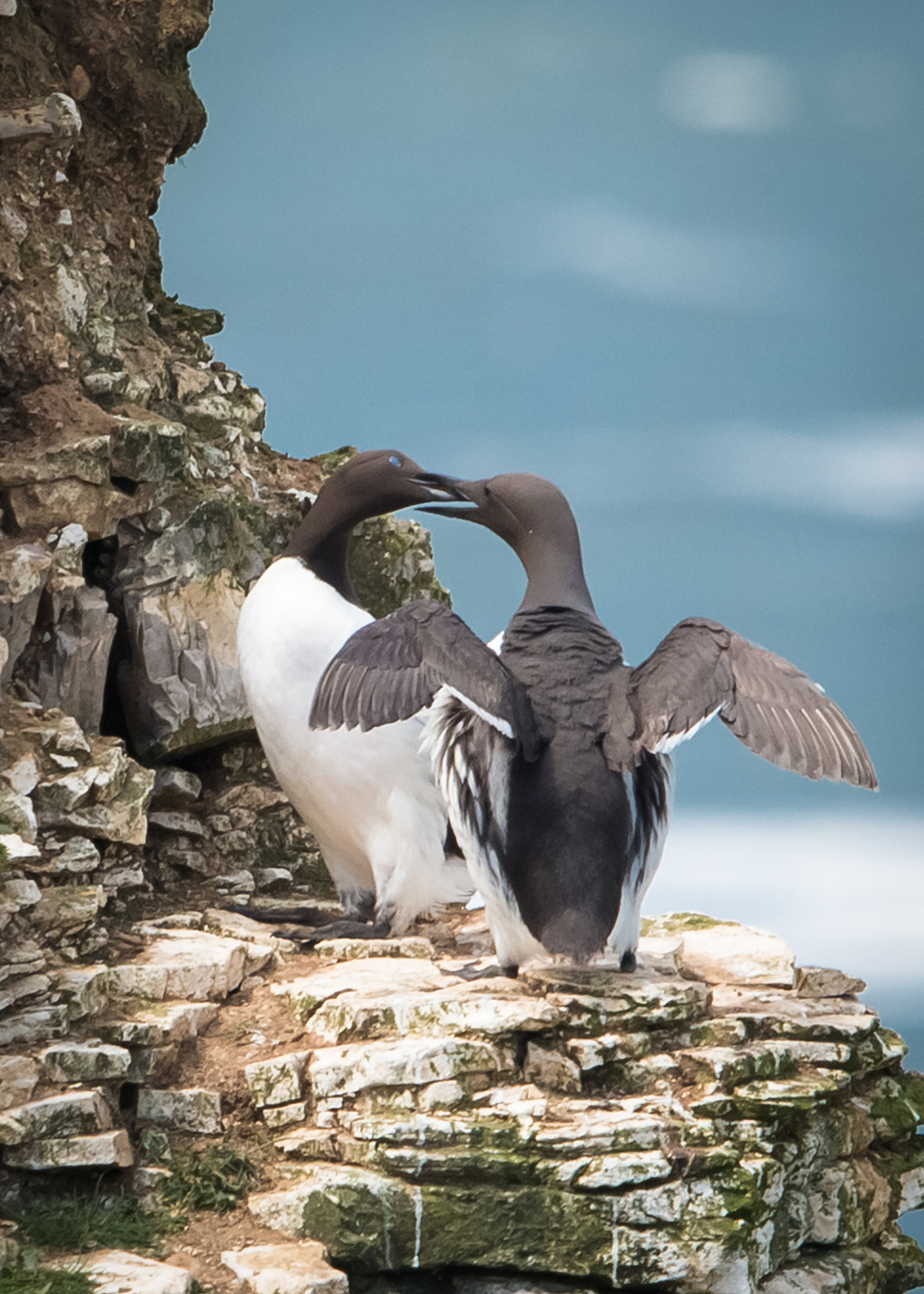 Sigma 500mm F4.5 EX DG HSM sample photo. Guillemots photography